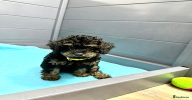 Cavapoo dogs - Advert 10
