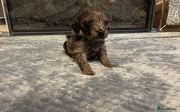 Cockapoo dogs for sale: 5 ⭐️ Cockapoo Puppies for 5 ⭐️ homes only - Image 5