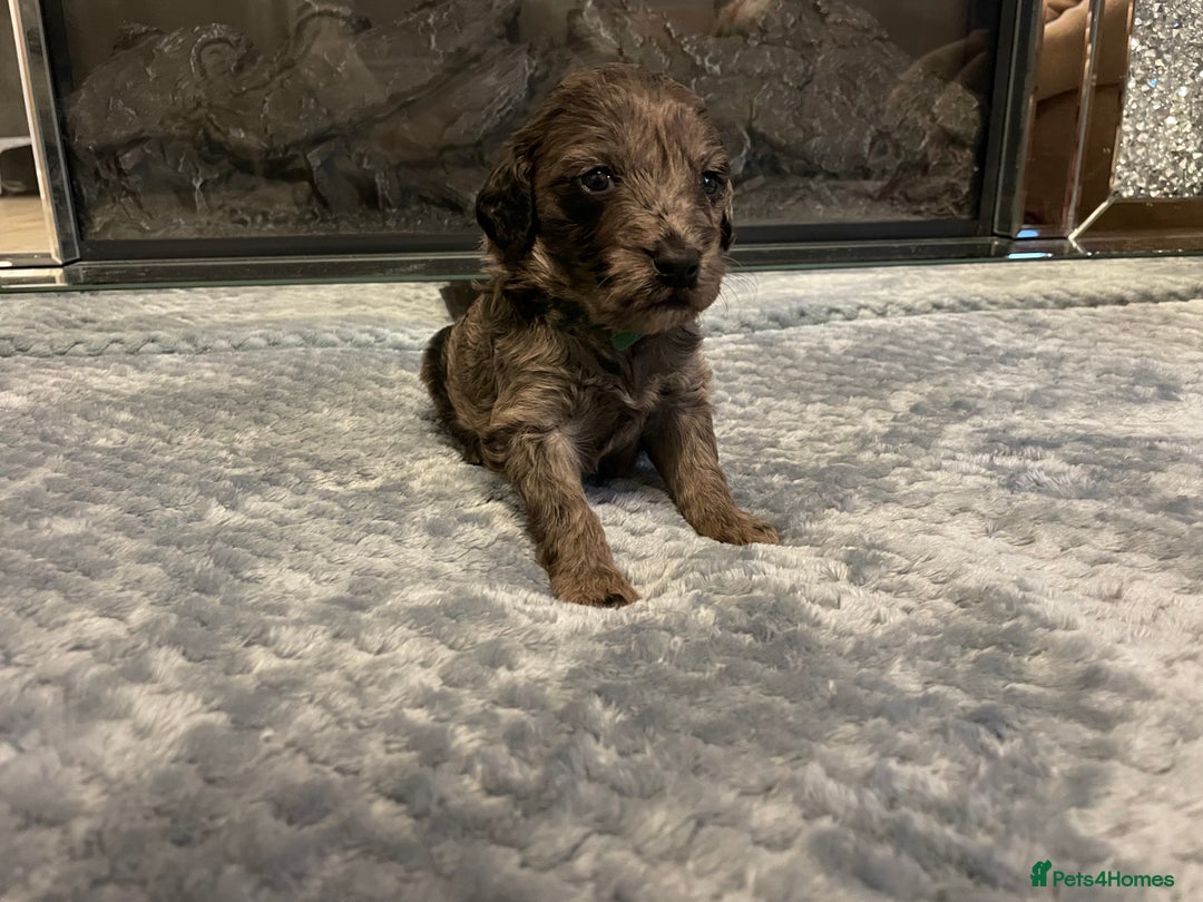 Cockapoo dogs for sale: 5 ⭐️ Cockapoo Puppies for 5 ⭐️ homes only - Image 5