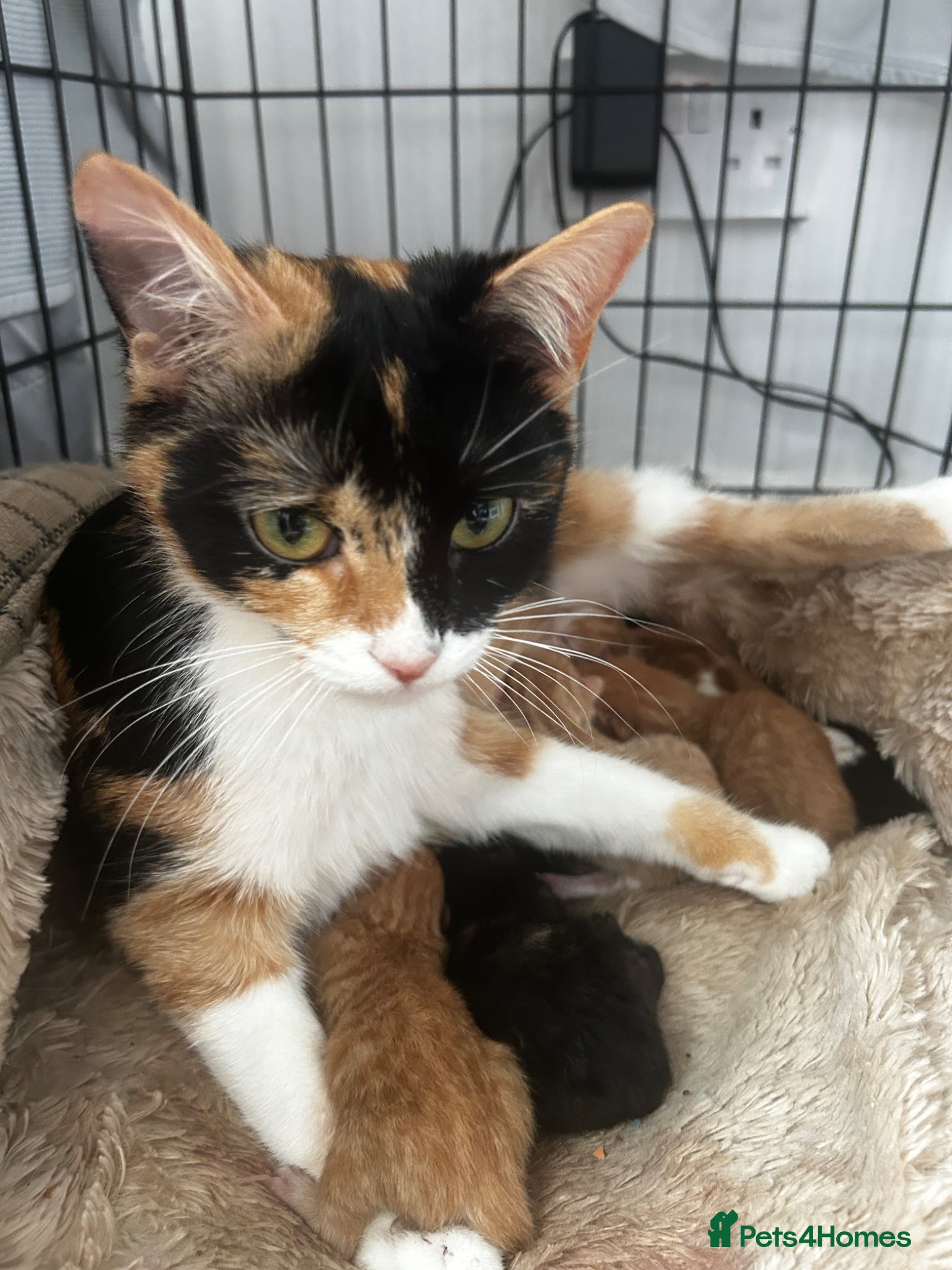 Mixed Breed cats Ginger and tortoiseshell kittens - Advert 1