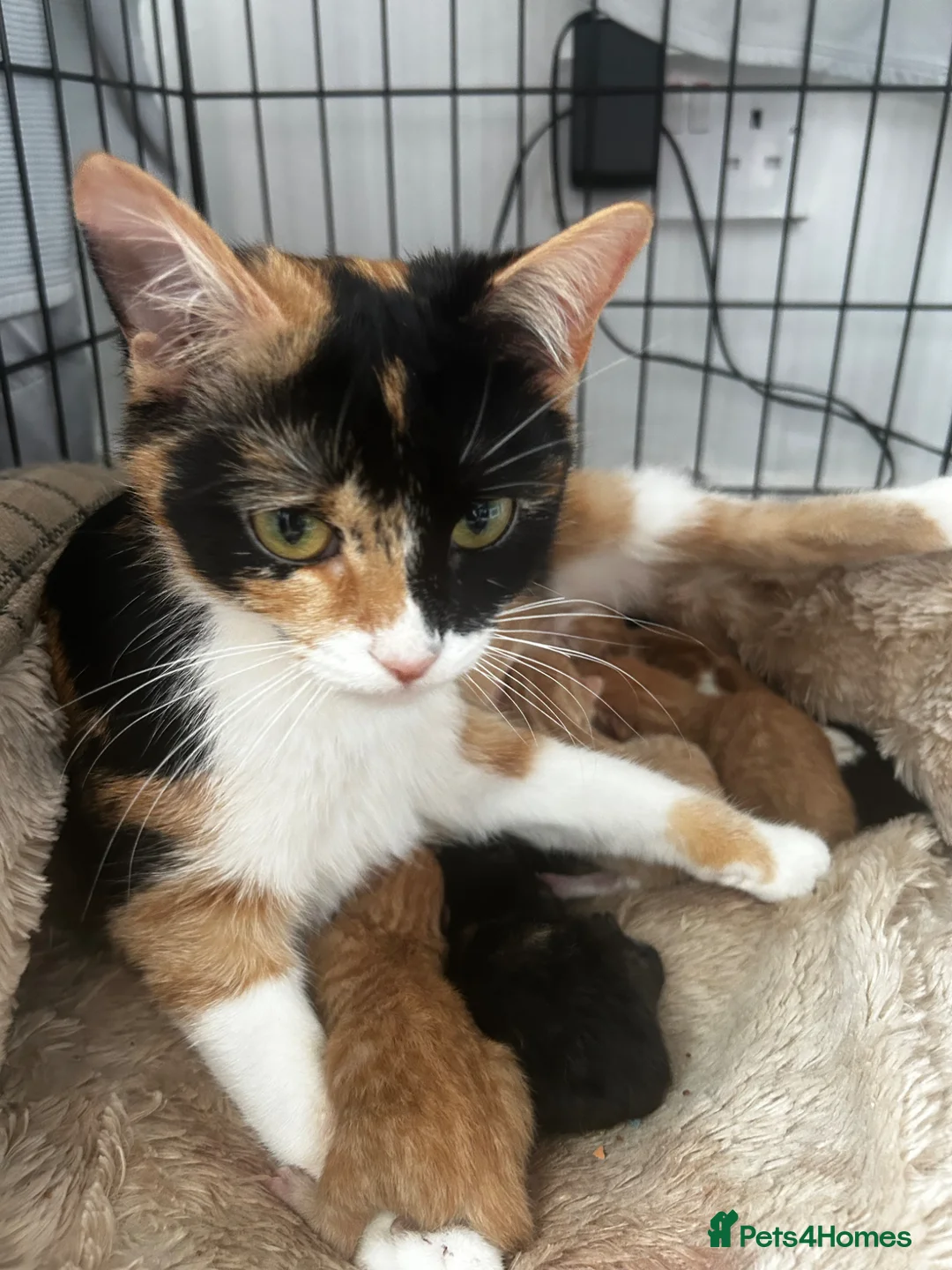 Mixed Breed cats for sale: Ginger and tortoiseshell kittens in Clydebank - Advert 1