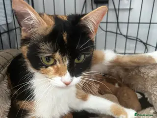 Mixed Breed cats Ginger and tortoiseshell kittens - Advert 1