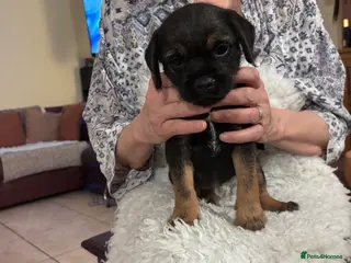 Border Terrier dogs Stunning KC Registered Border Terrier Puppies - Advert 4
