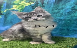 Maine Coon cats for sale: TICA Maine coon kittens polydactyl neutered - Image 4