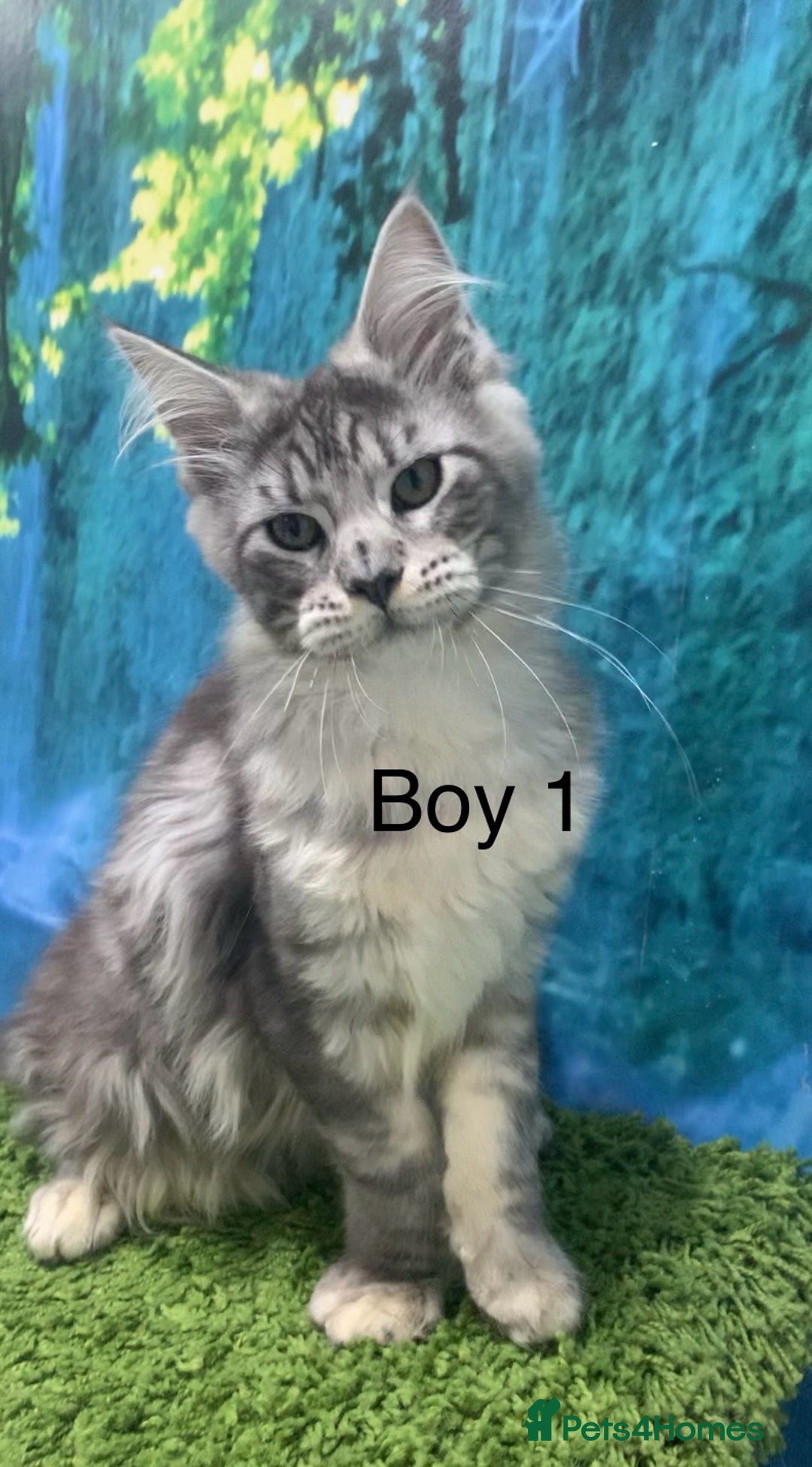 Maine Coon cats for sale: TICA Maine coon kittens polydactyl neutered - Image 4