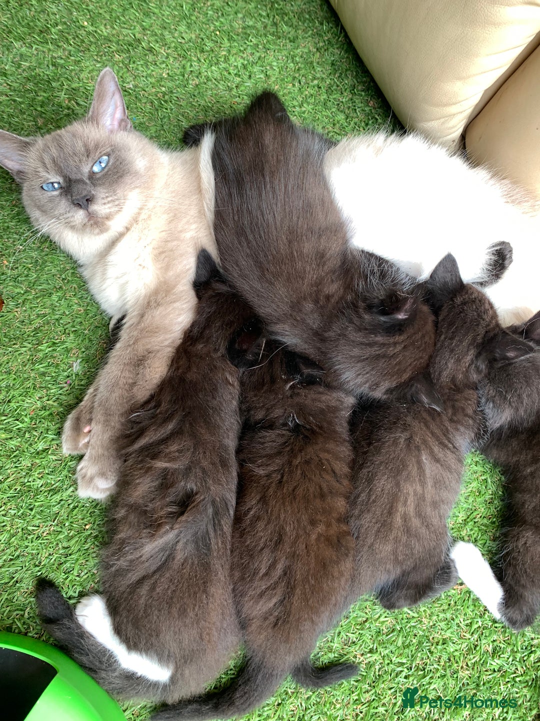 Ragdoll cats for sale: Beautiful Rag-doll cross Siberian kittens 7 weeks - Image 4