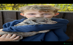 Cockapoo dogs for sale: F1 Cockapoo Puppies - Image 5