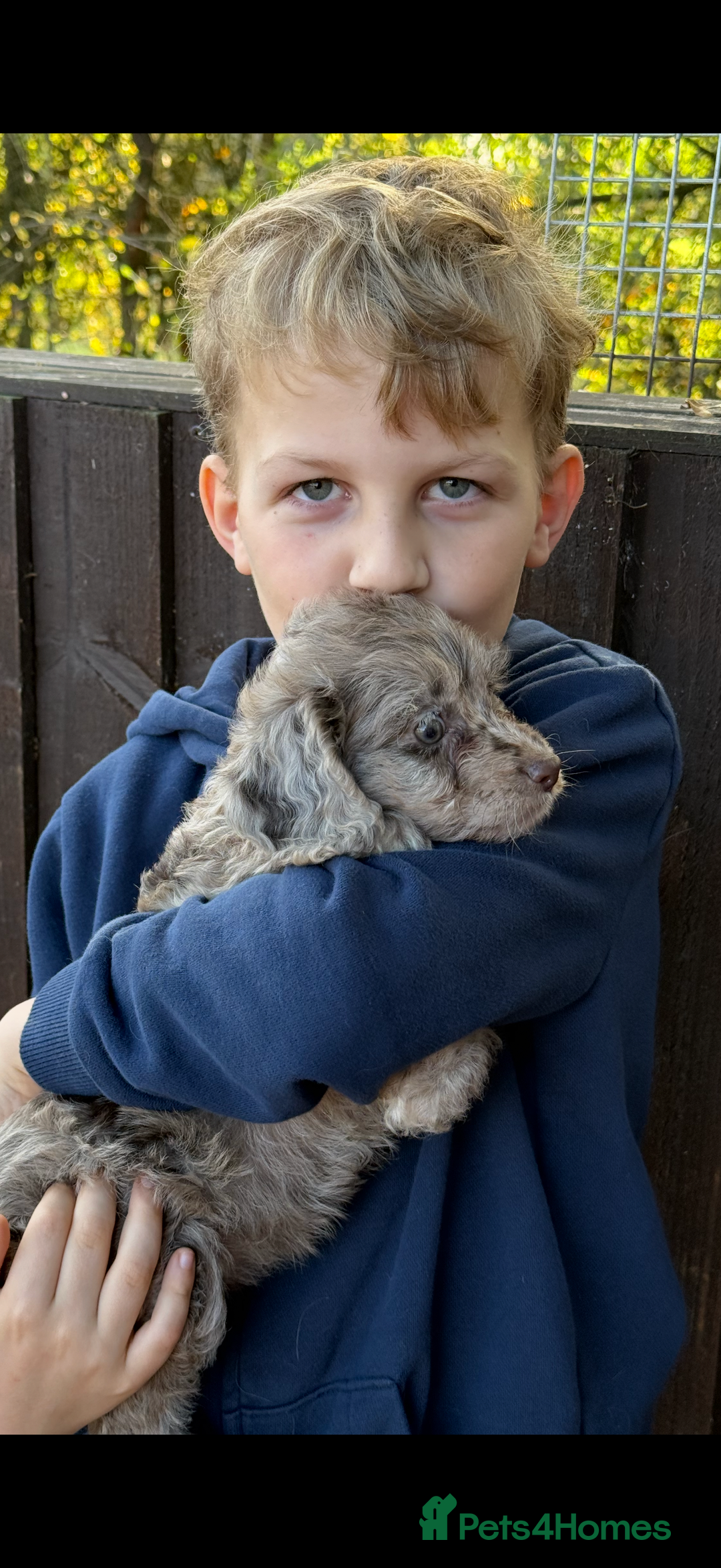 Cockapoo dogs for sale: F1 Cockapoo Puppies - Image 5