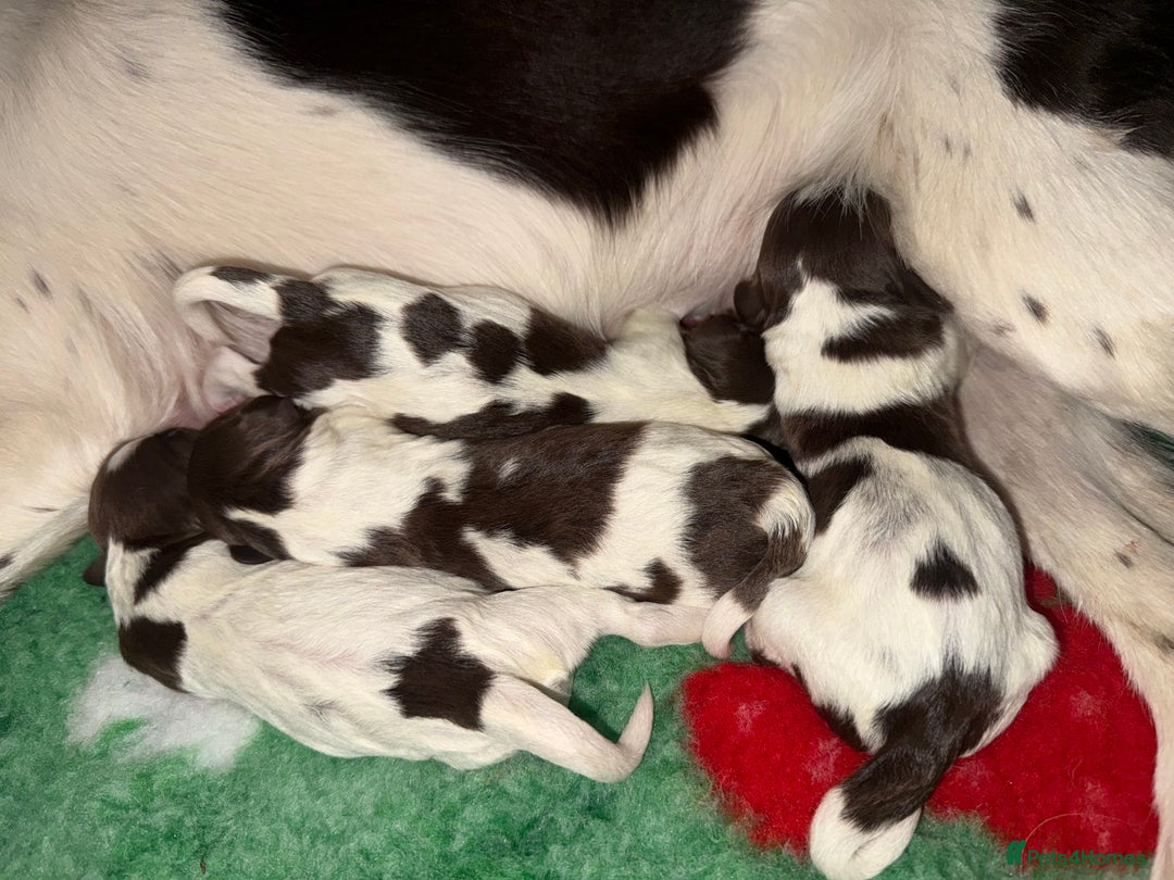 Sprocker dogs for sale: Exceptional F1B Sprocker puppy-male  - Advert 15