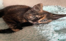 Mixed Breed cats for sale: 5 playful kittens looking for their forever homes  - Image 7