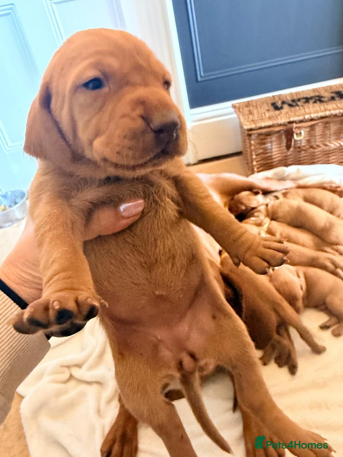 Hungarian Vizsla dogs Beautiful KC Registered Vizsla Pups - Advert 1
