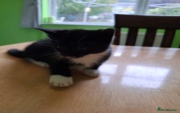 Mixed Breed cats for sale: 2 Male 8 week old kittens  - Image 11