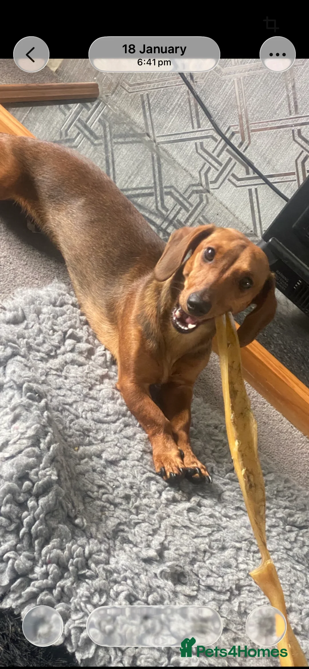 Dachshund dogs for sale: Red dachshund  - Advert 5