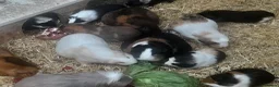 Guinea Pig rodents for sale: Baby guinea pigs - Advert 3
