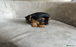 Mixed Breed dogs for sale: Four Little Ones:Sweet Female Puppies Seeking Home - Image 5