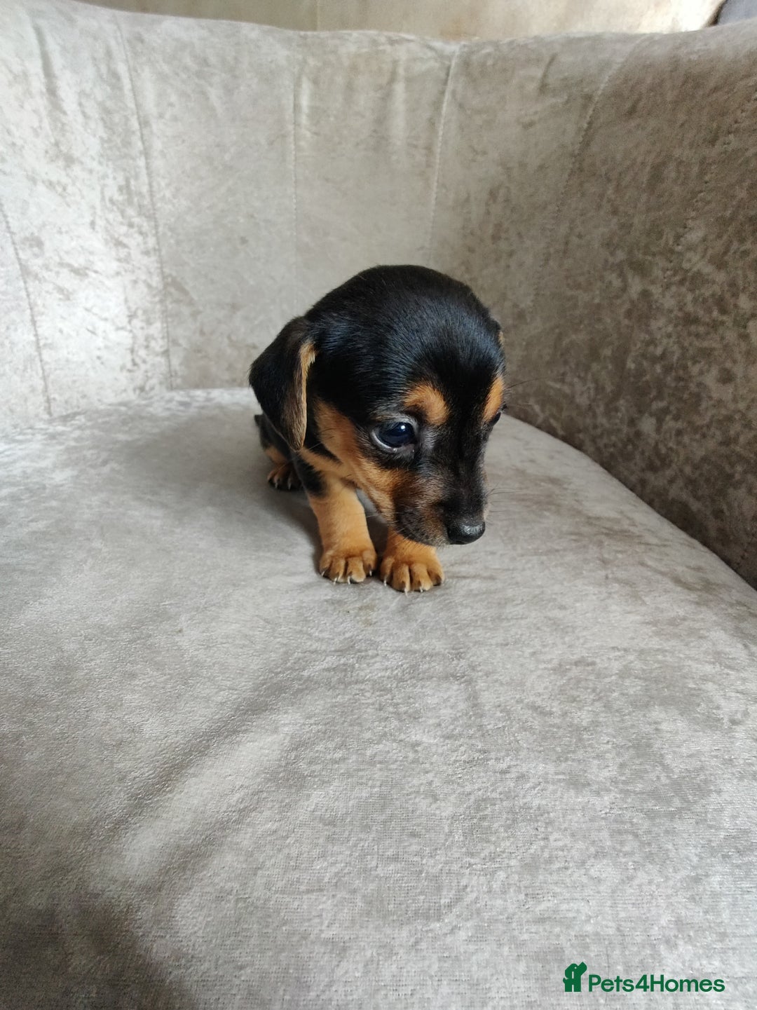 Mixed Breed dogs for sale: Four Little Ones:Sweet Female Puppies Seeking Home - Image 5