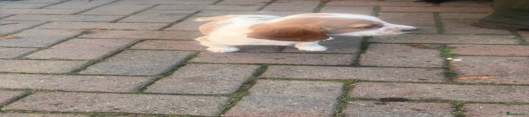 Cocker Spaniel Puppy 3