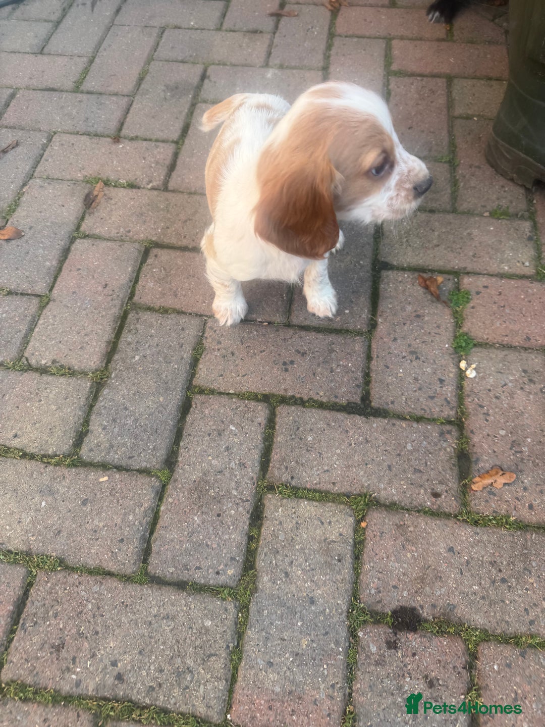 Cocker Spaniel dogs for sale: Cocker Spaniel puppies  - Image 5