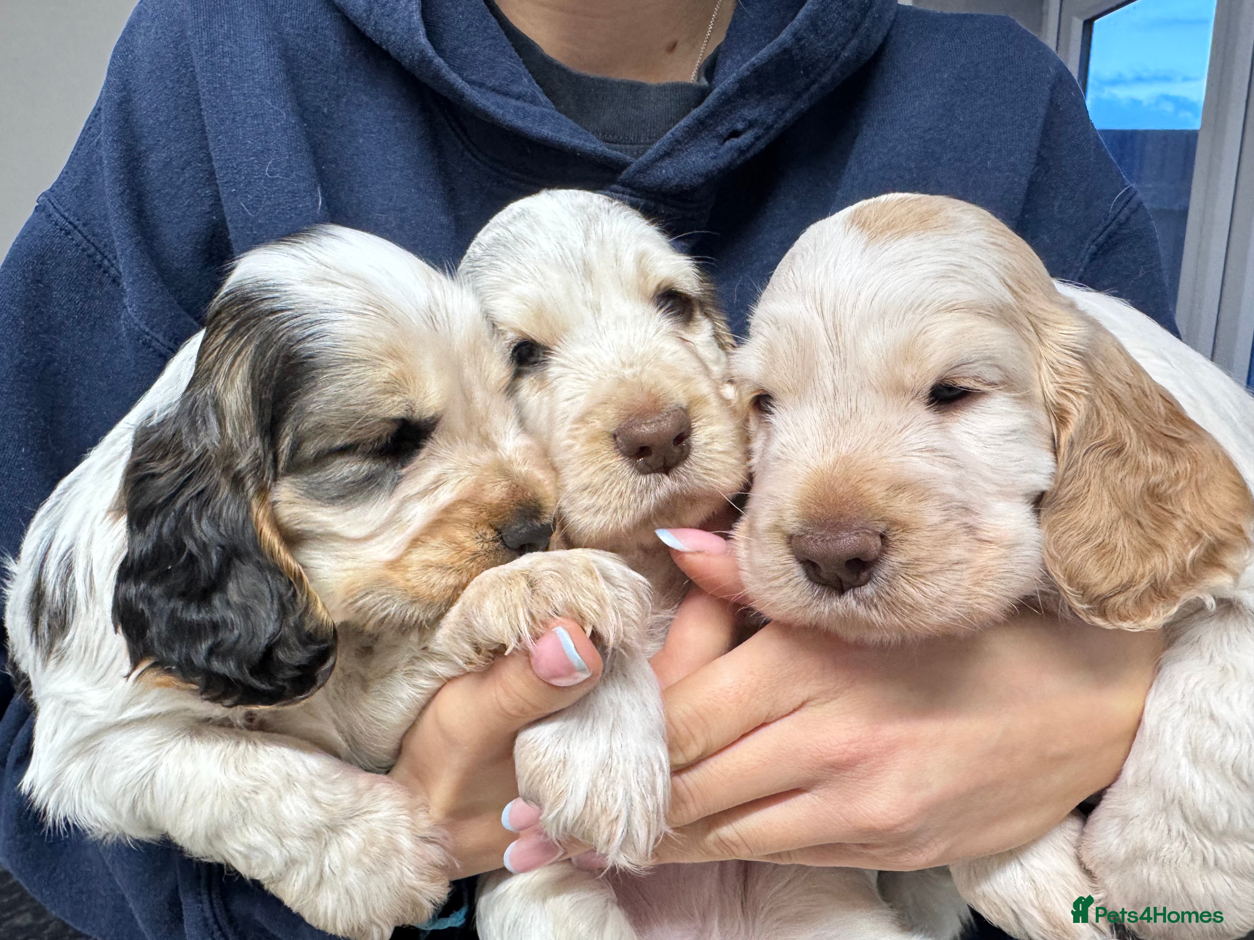 Cocker Spaniel dogs Show Cocker spaniel puppies (ready to leave) - Advert 4