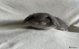 Mini Lop rabbits for sale: Mini Lops Ready To Leave Now - Image 1