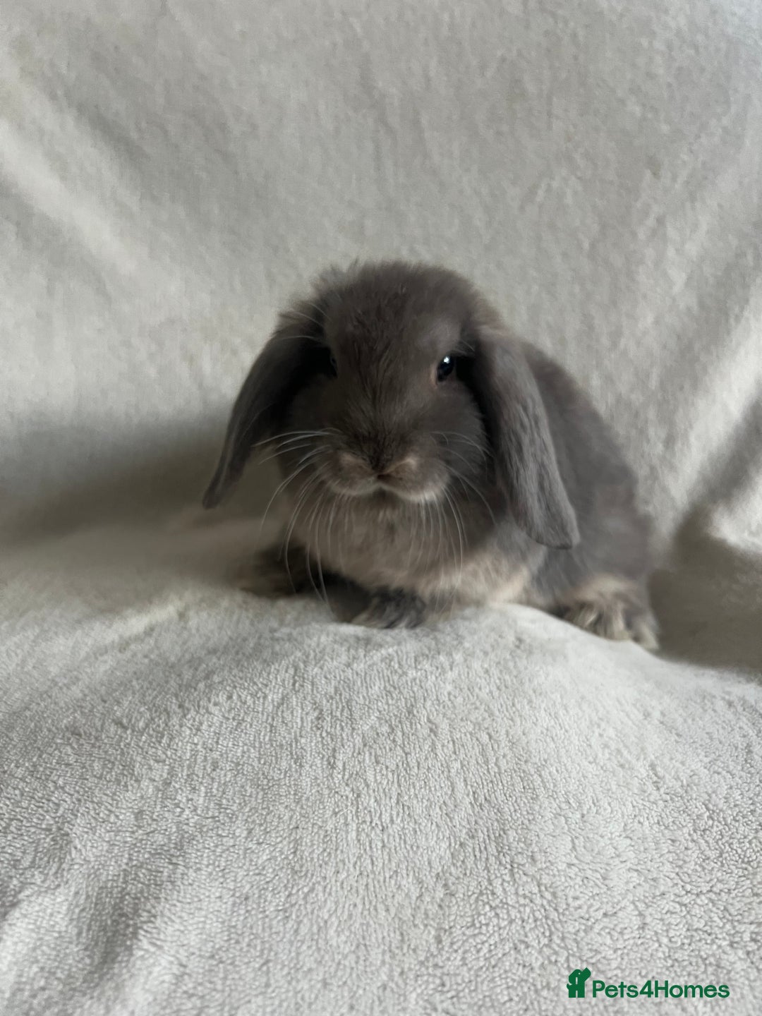 Mini Lop rabbits for sale: Mini Lops Ready To Leave Now - Image 1