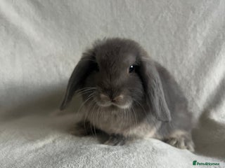 Mini Lop rabbits - Advert 6