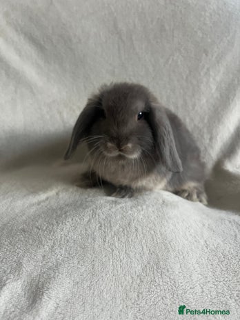 Mini Lop rabbits - Advert 2