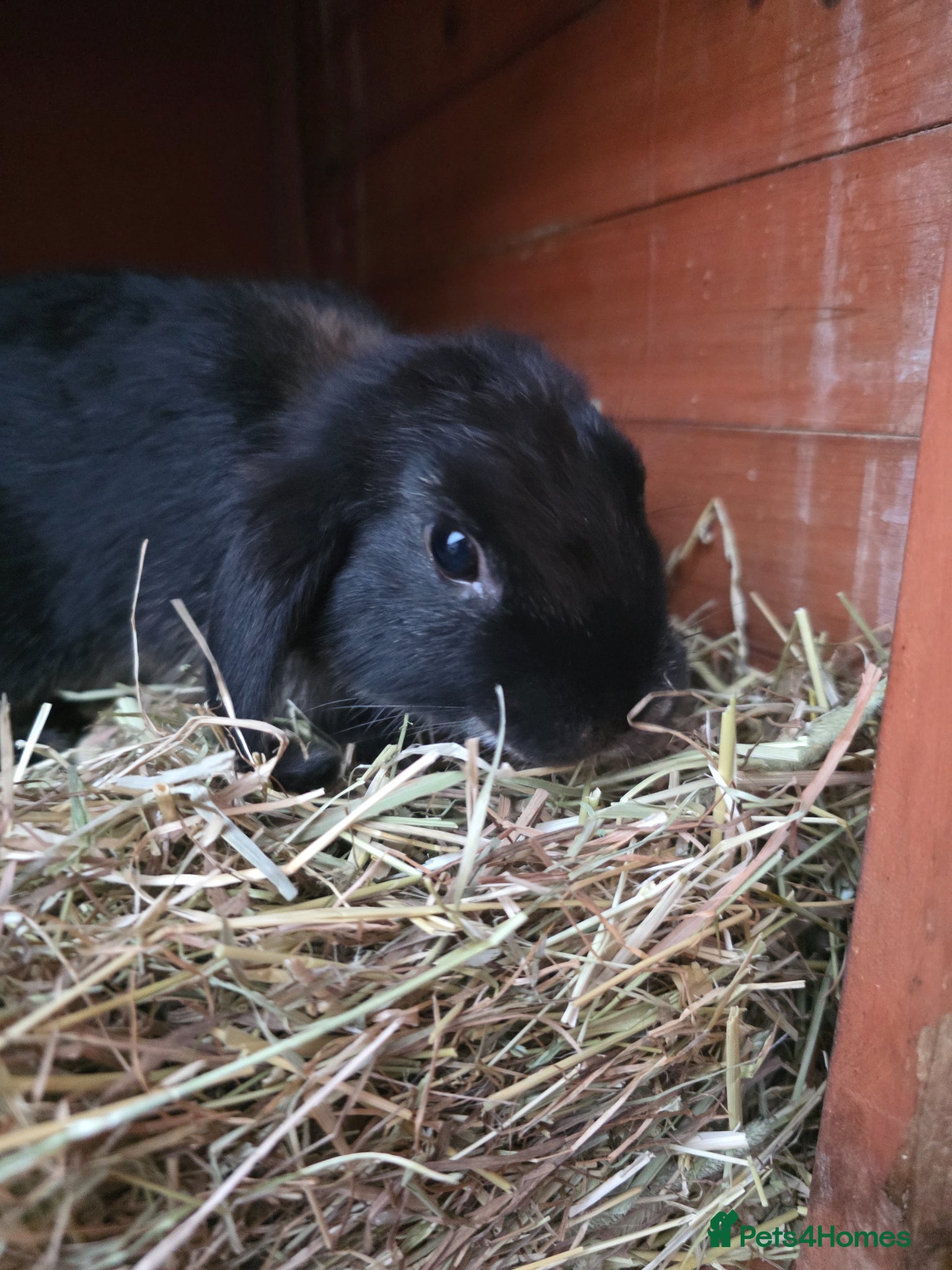 Mixed Breed rabbits Half Mini lop rabbits - Advert 1