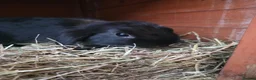 Mixed Breed rabbits for sale: Little black beauties, ready now!  - Advert 1