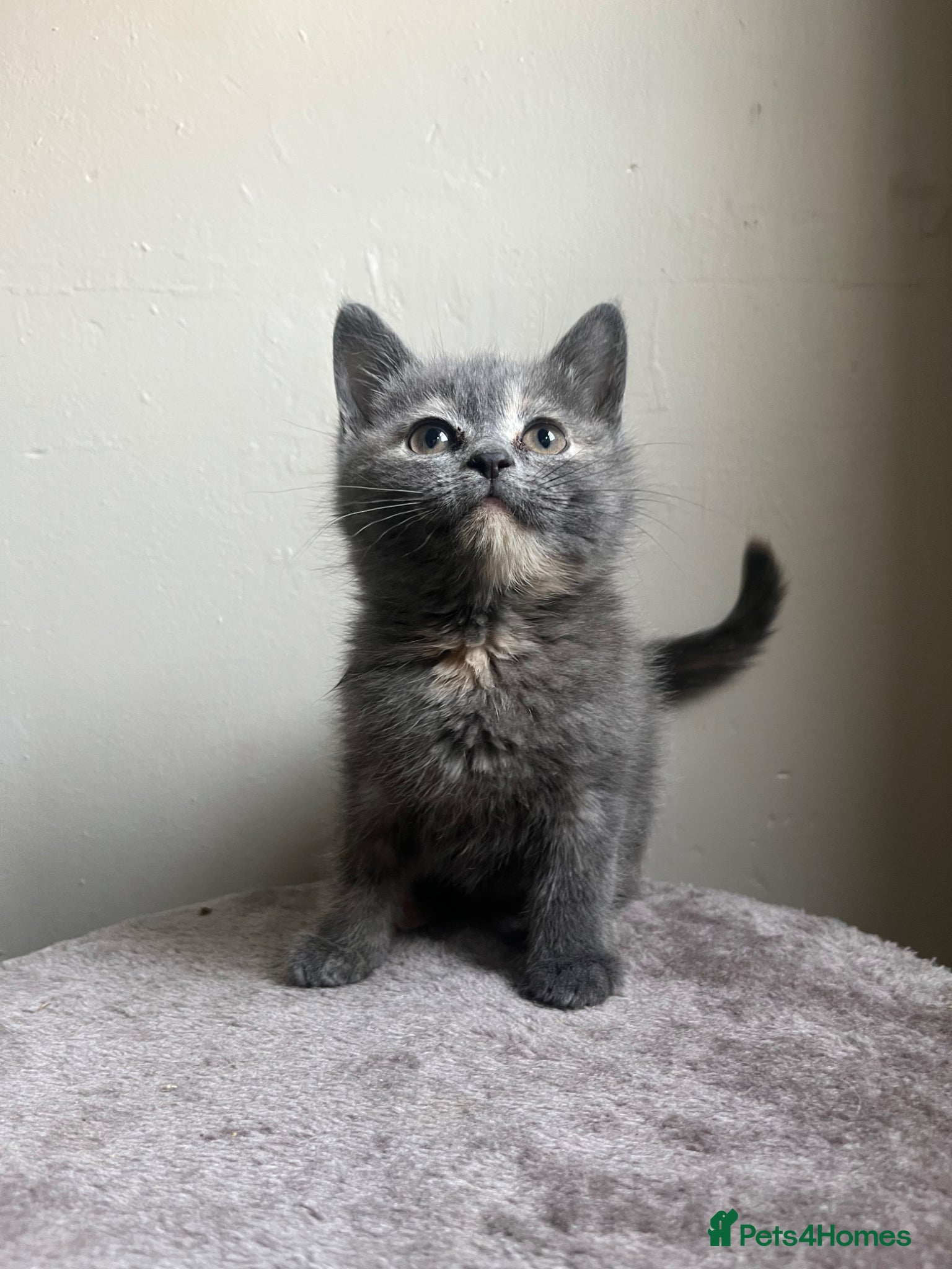 Mixed Breed cats RAGDOLL X KITTENS 💕💙 - Advert 8