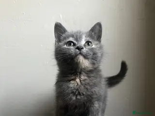 Mixed Breed cats RAGDOLL X KITTENS 💕💙 - Advert 8