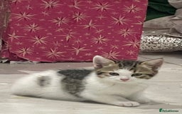 British Shorthair cats for sale: 8 weeks old kittens Ready to be Homed - Image 6