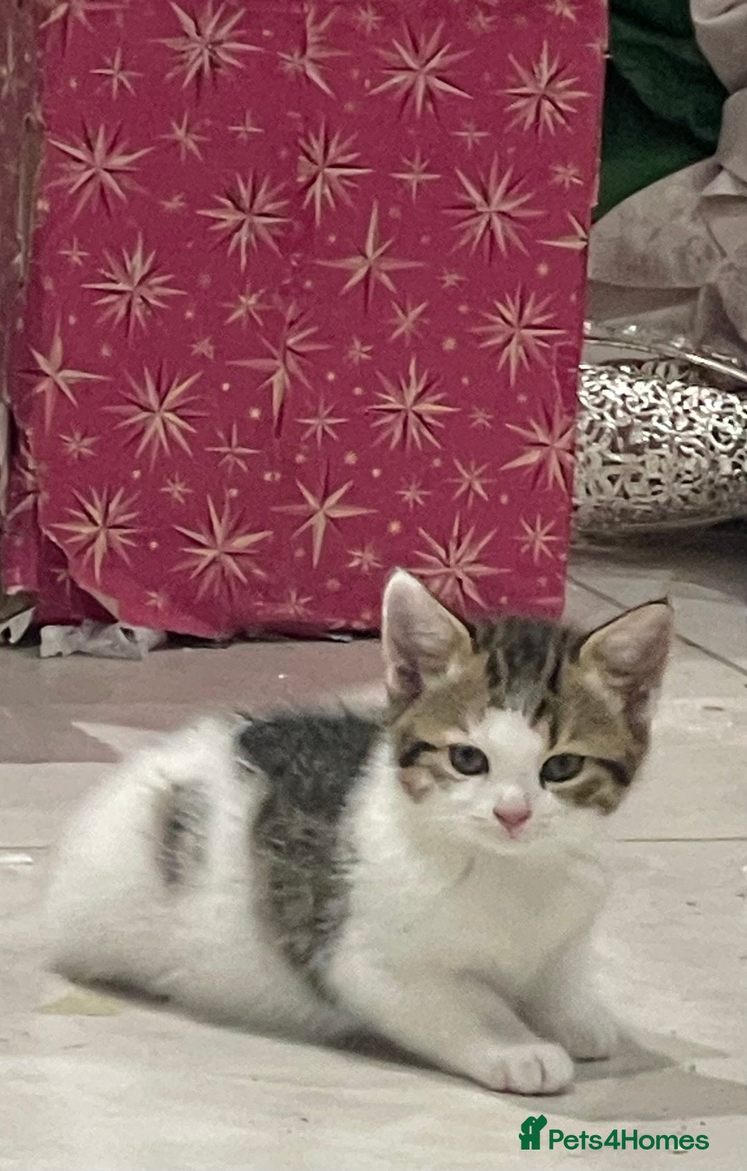 British Shorthair cats for sale: 8 weeks old kittens Ready to be Homed - Image 6