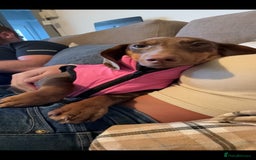 Miniature Dachshund dogs for sale: Ready to leave Miniature dachshunds - Image 10