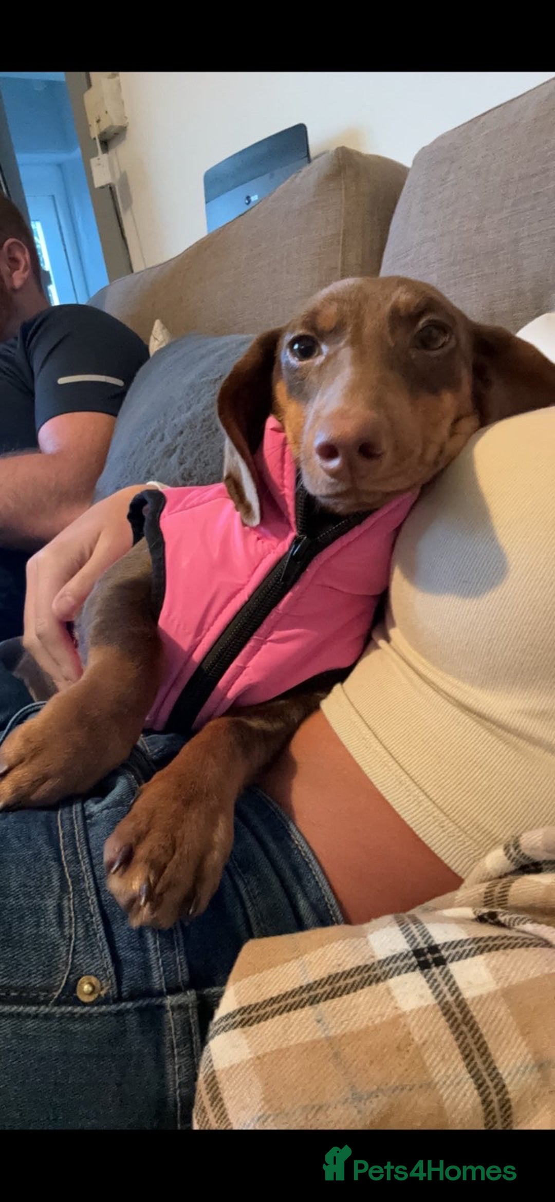 Miniature Dachshund dogs for sale: Ready to leave Miniature dachshunds - Image 10