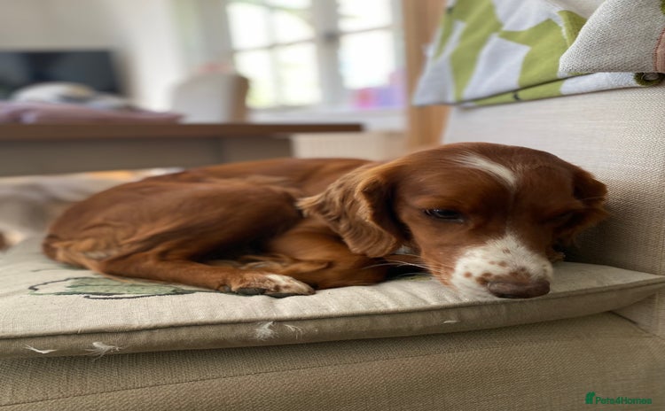 Cocker Spaniel dogs - Advert 5