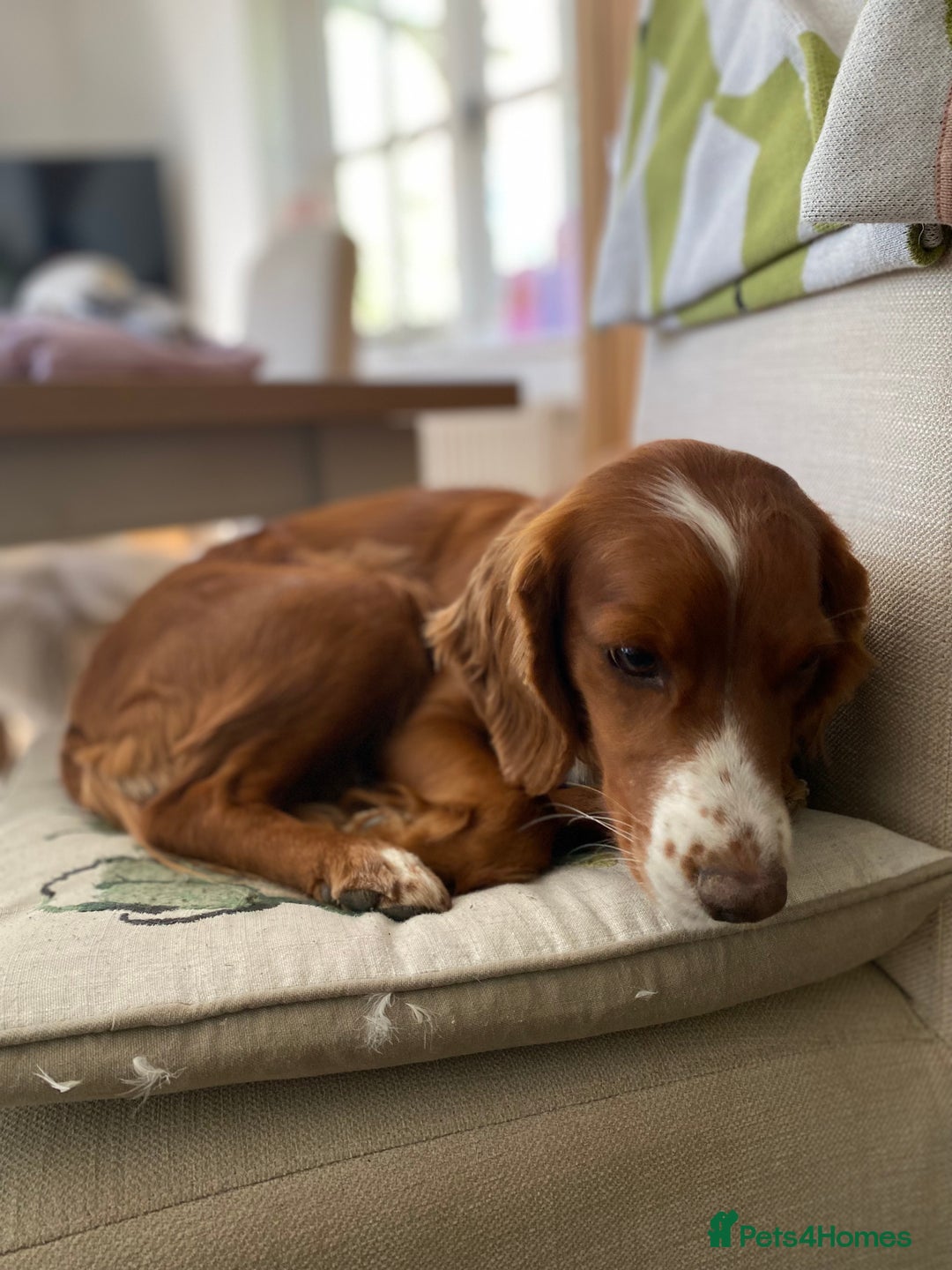 Cocker Spaniel dogs for sale: Beautiful working cocker spaniel puppies  - Image 4