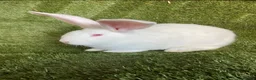 Continental Giant rabbits for sale: Purebred continental giants  - Advert 3