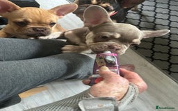 French Bulldog dogs for sale: French Bulldog Puppies in Sowerby Bridge - Image 16