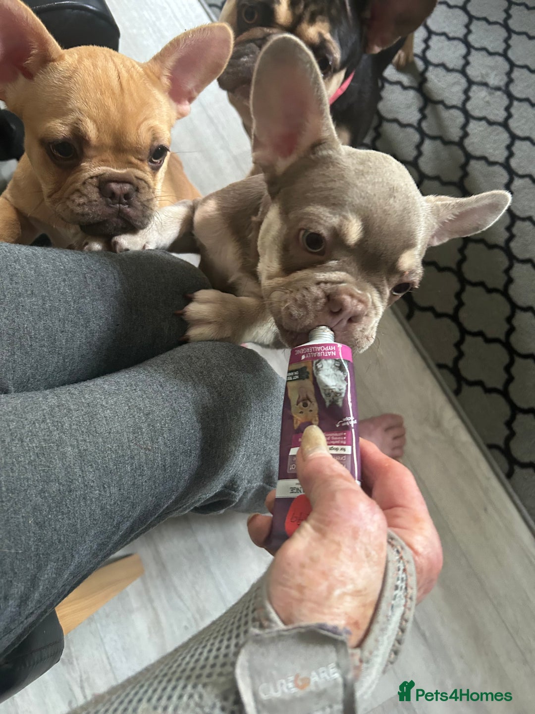French Bulldog dogs for sale: French Bulldog Puppies in Sowerby Bridge - Image 16