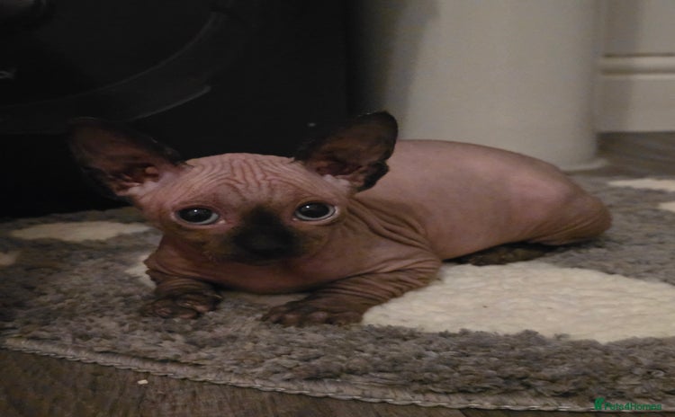 Sphynx cats - Advert 9