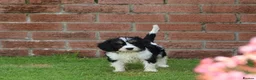 Cavapoo dogs for sale: COCKERLIERPOO puppies for sale - Advert 24