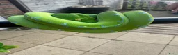 Snake reptiles for sale: Sorong green tree python  - Advert 2