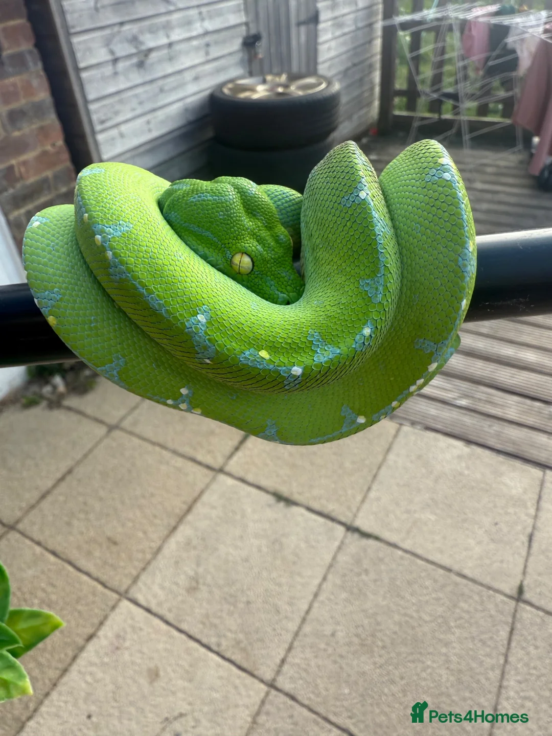 Snake reptiles for sale: Sorong green tree python  - Advert 2