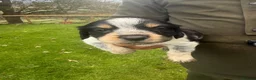 Mixed Breed dogs for sale: Collie X cocker puppies - Advert 8