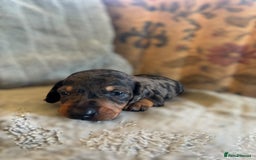 Miniature Dachshund dogs for sale: Lovely Mini Daschunds Looking For A Forever Sofa - Image 7