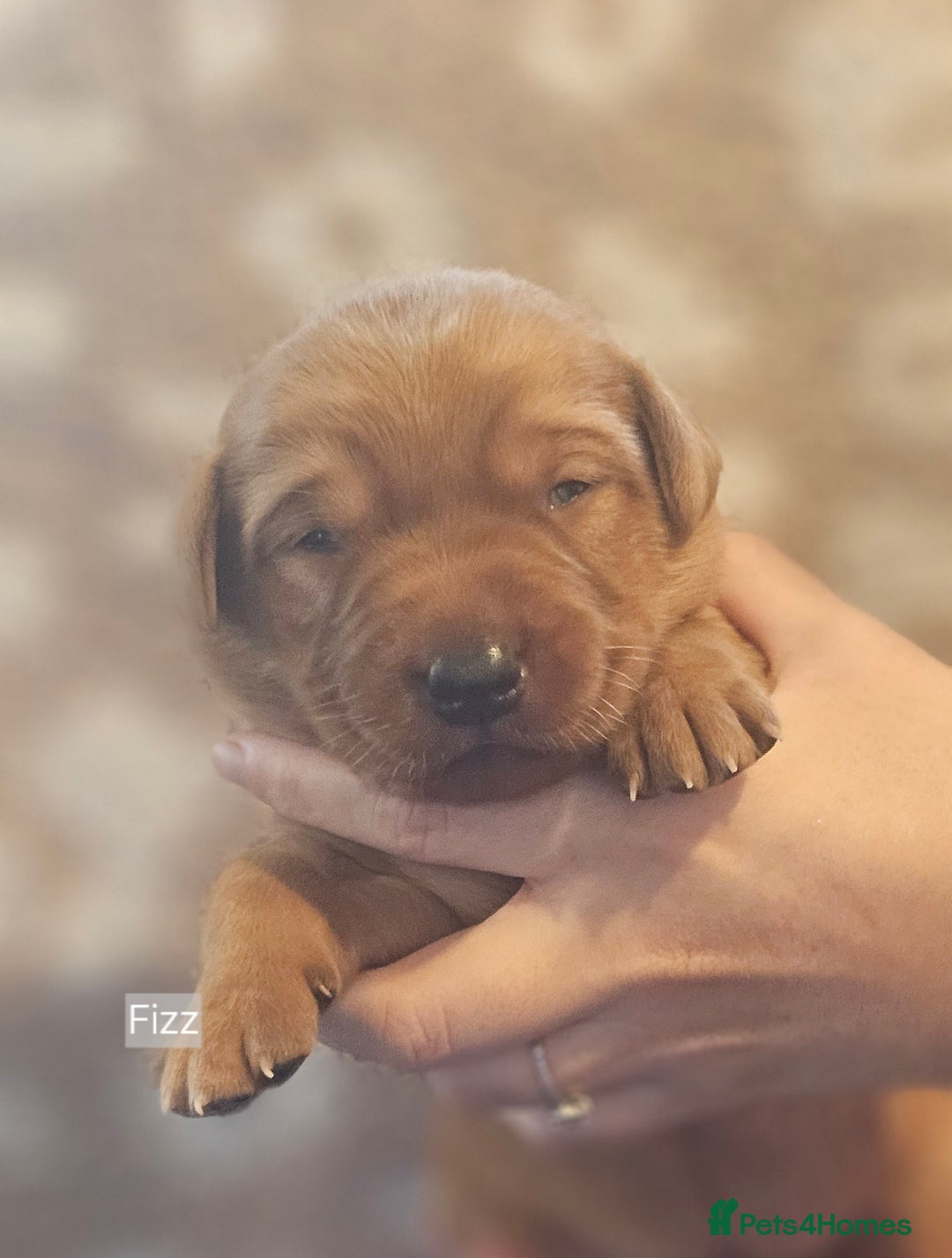 Labrador Retriever dogs for sale: KC Fox Red Labrador Puppys - Advert 26