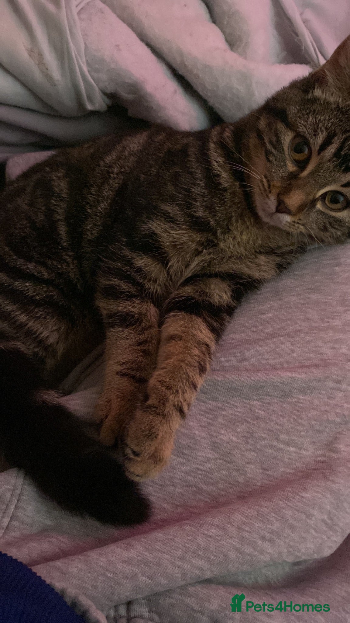 Mixed Breed cats Looking for their forever home  - Advert 1