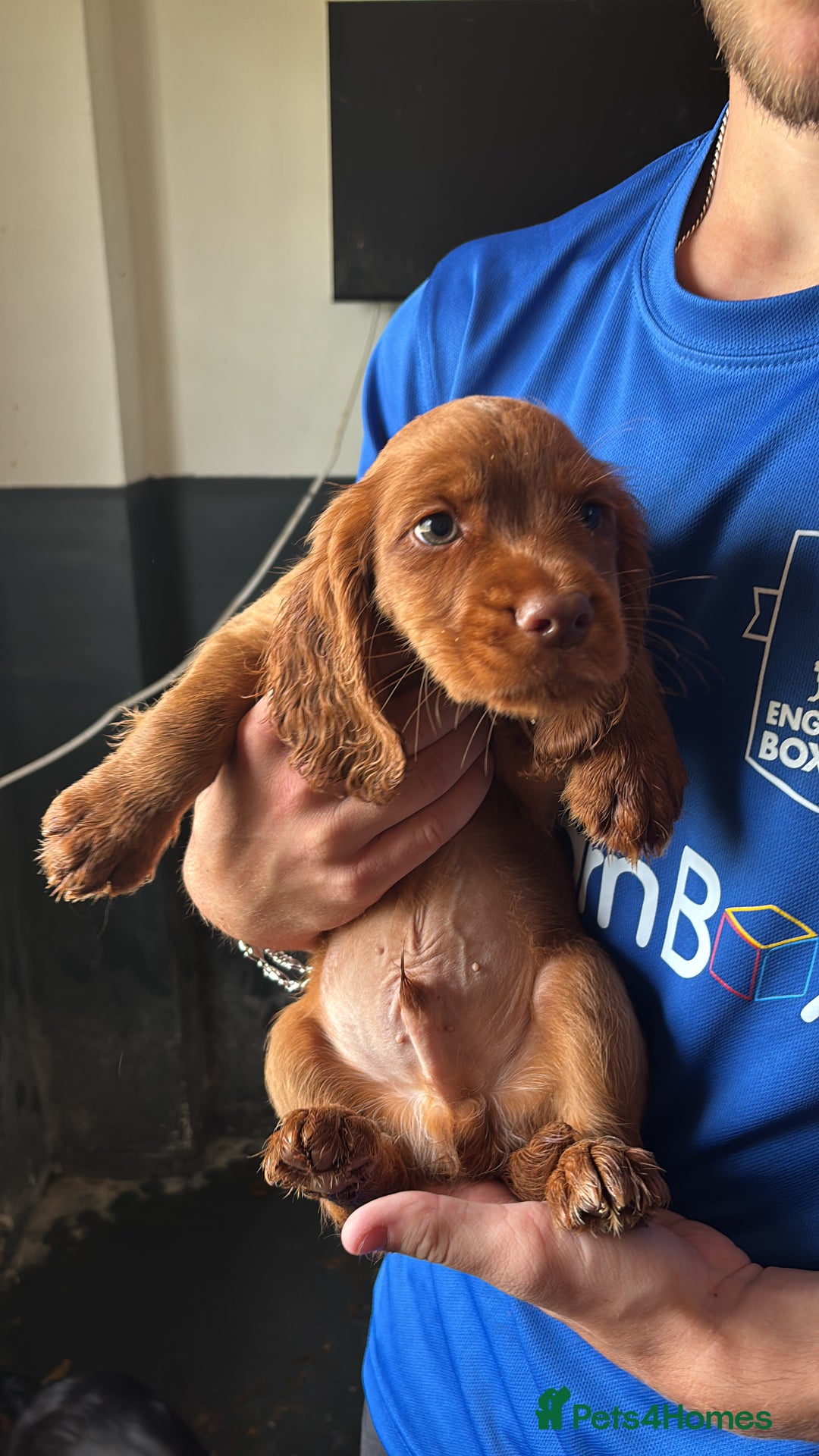 Cocker Spaniel dogs for sale: Ready to leave - Champion bred working cocker pups - Image 19