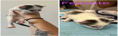 White w/ markings Female